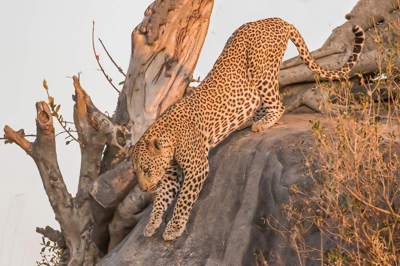 Safari Camp